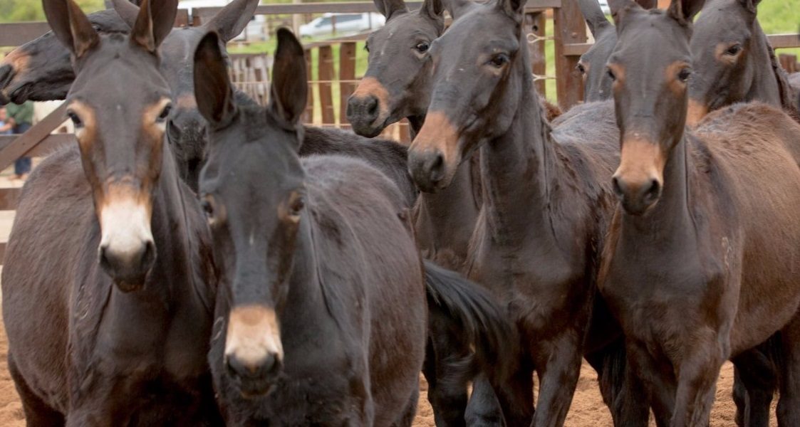 mula-de-patro-usa-equicav-burro-e-mulas-2kg-muito-barato-D_NQ_NP_676809-MLB25751527224_072017-F mula-de-patro-usa-equicav-burro-e-mulas-2kg-muito-barato-D_NQ_NP_676809-MLB25751527224_072017-F