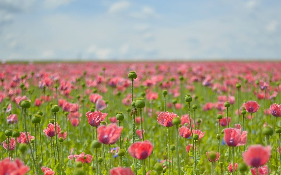 poppy-1814718_960_720 poppy-1814718_960_720