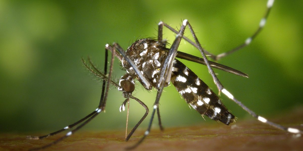 tiger-mosquito-49141-1920 tiger-mosquito-49141-1920