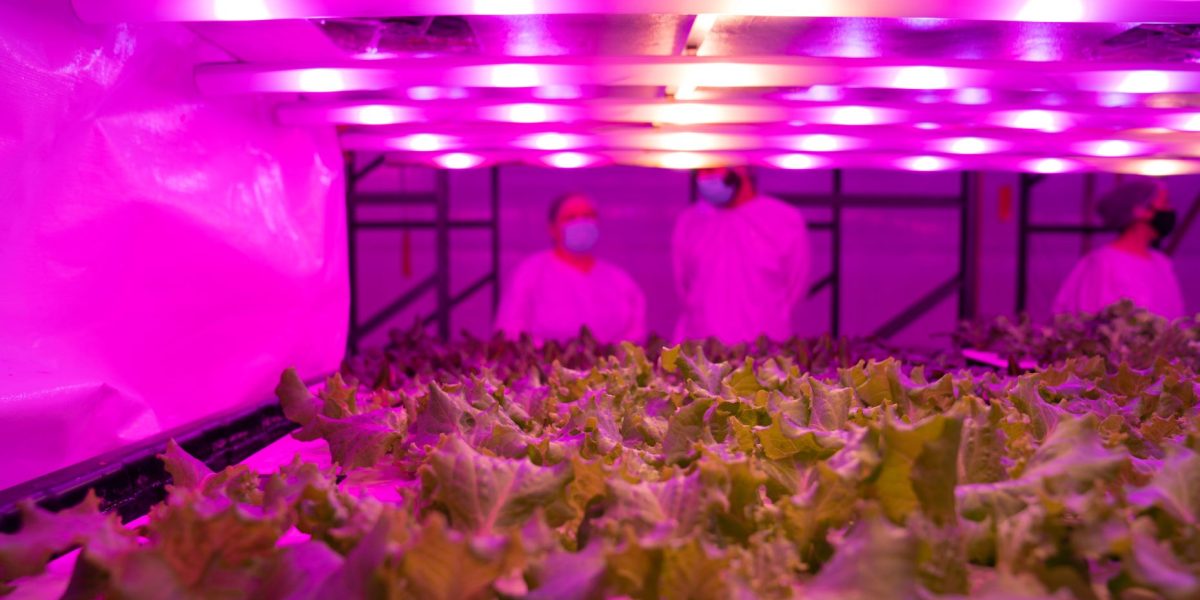 @danmagatti_pink_farms-22