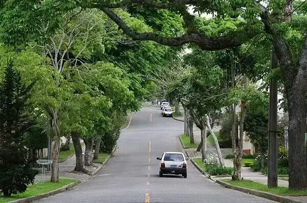 arborização-urbana